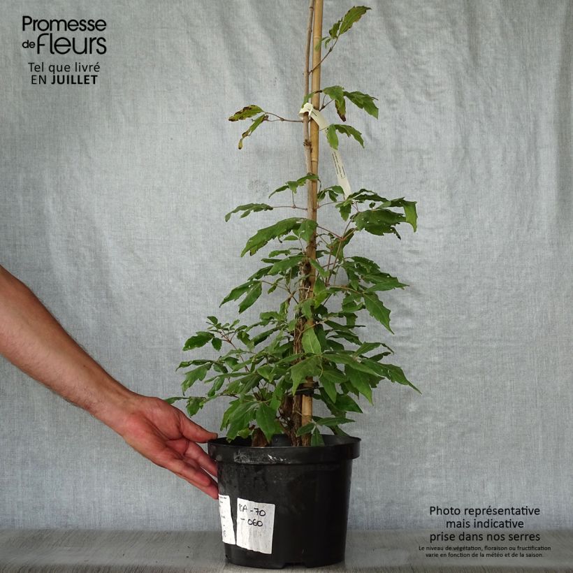 Example of Acer triflorum - Acero a tre fioriture Vaso da 4L/5L as you get in ete