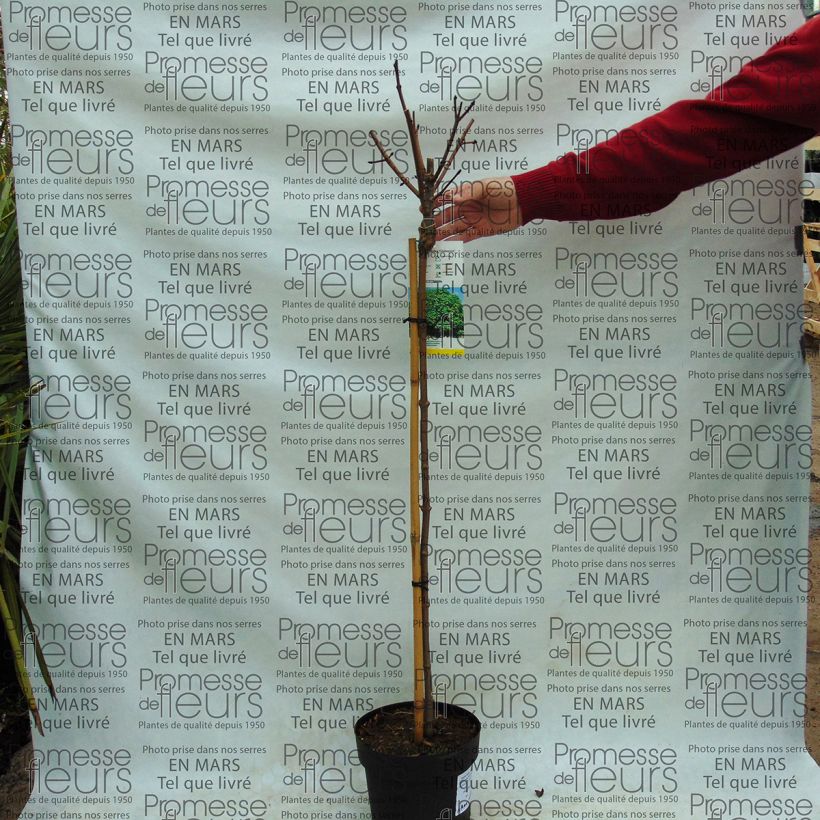 Esempio di esemplare Acer platanoides Globosum - Acero riccio Vaso da 3L/4L, Vaso impalcato come consegnato
