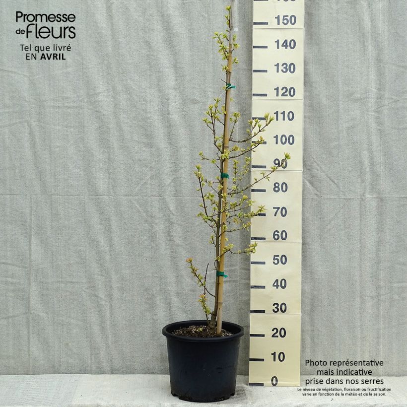 Acer campestre Carnival Vaso da 12L/15L, Astone alto esemplare consegnato in primavera