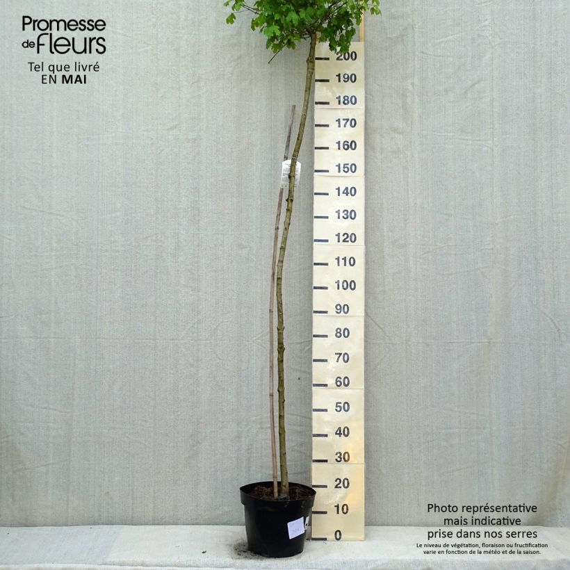 Acer campestre Nanum Vaso da 20L/25L, Vaso impalcato esemplare consegnato in primavera