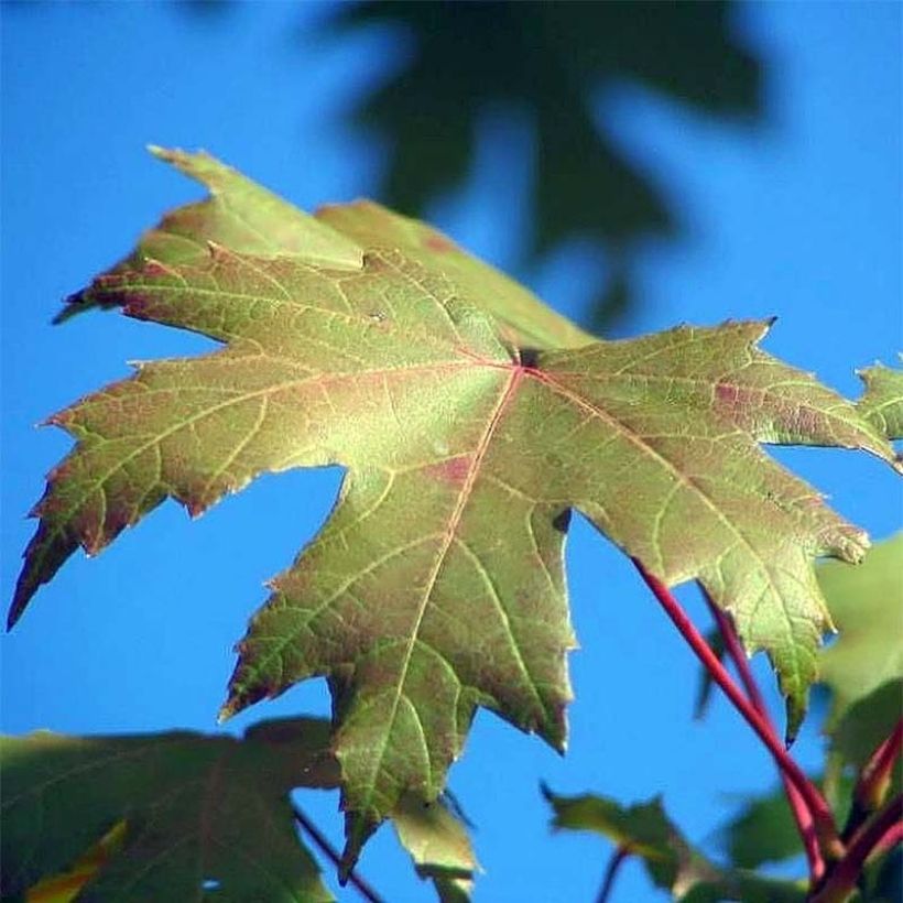 Acer freemanii Autumn Blaze (Foliage)