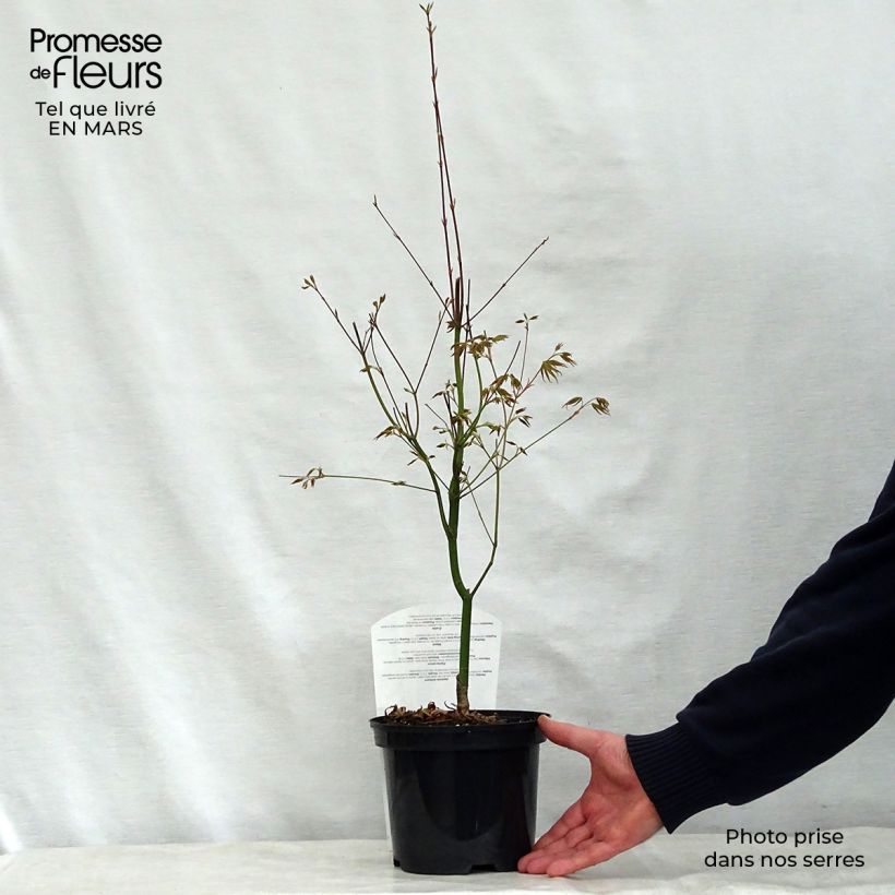 Acer palmatum Asahi Zuru - Acero giapponese Vaso da 2L/3L esemplare consegnato in primavera