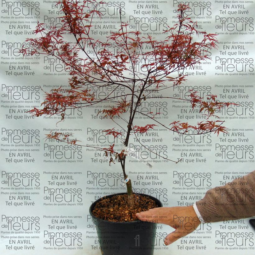 Example of Acer palmatum Beni Komachi - Acero giapponese Vaso da 4L/5L as you get