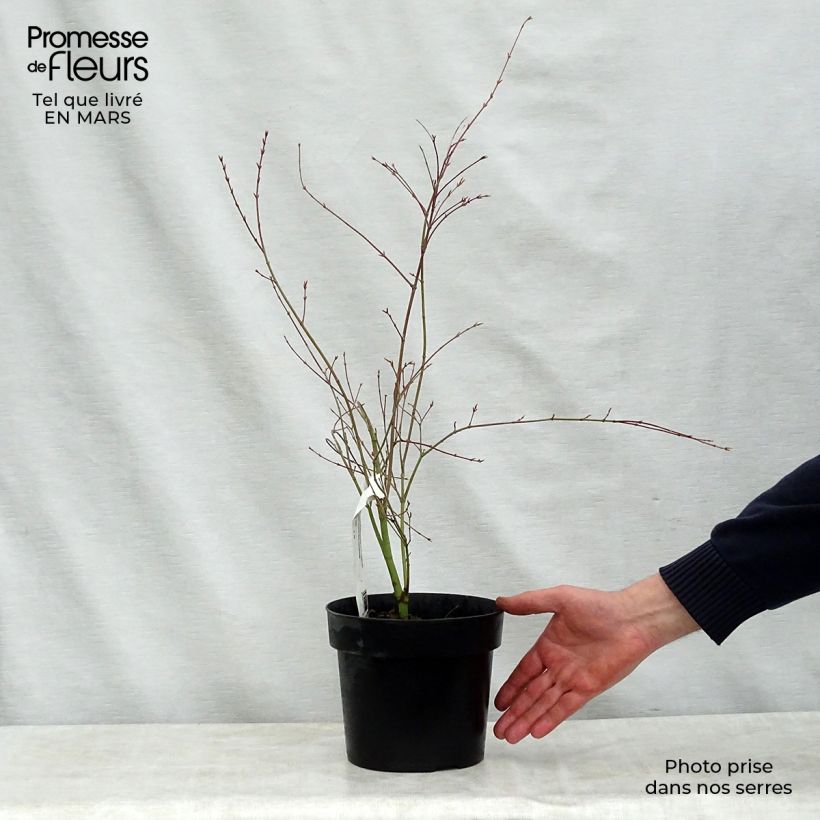 Acer palmatum Beni Shichihenge - Acero giapponese Vaso da 3L/4L esemplare consegnato in primavera