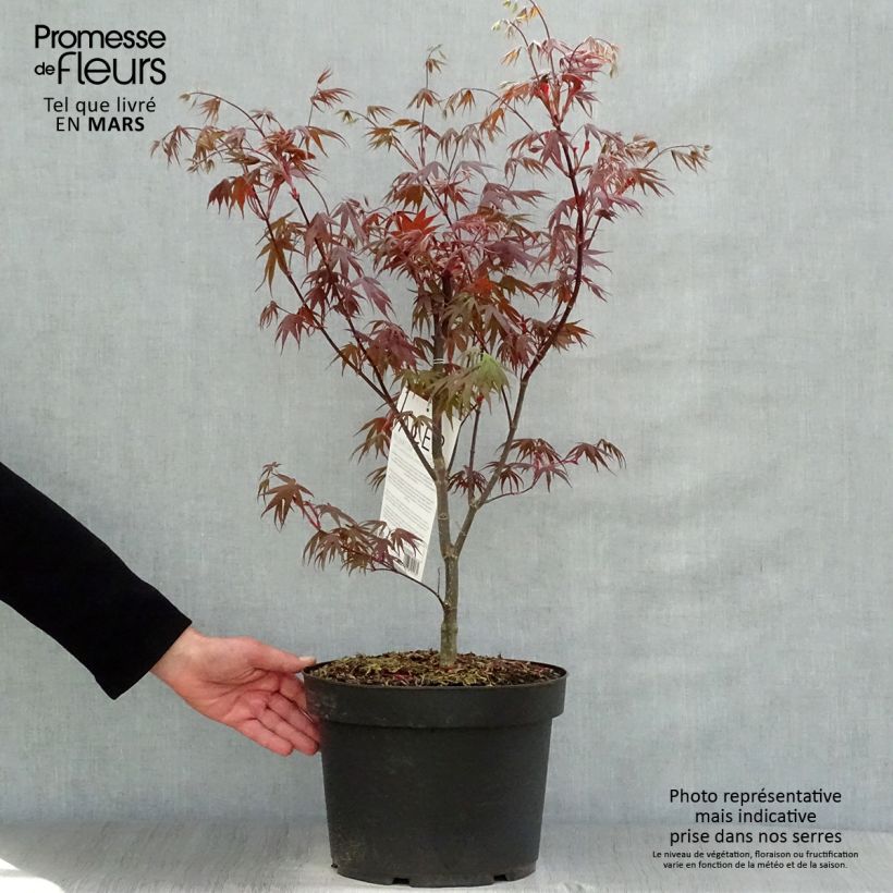 Example of Acer palmatum Bloodgood - Acero giapponese Vaso da 7,5L/10L as you get in printemps