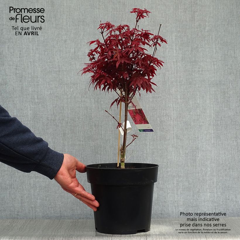 Acer palmatum Brandt’s Dwarf - Acero giapponese Vaso da 4L/5L esemplare consegnato in primavera