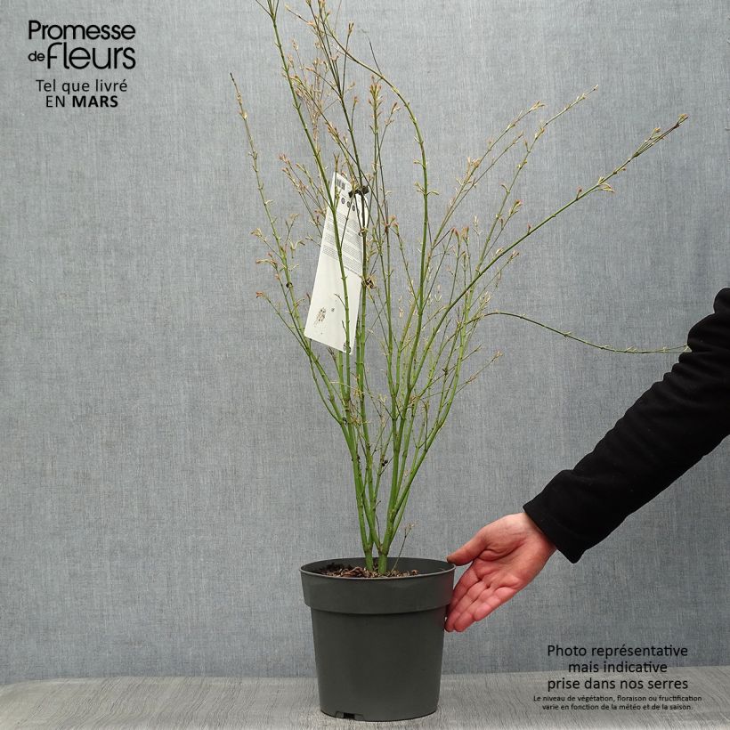 Example of Acer palmatum Butterfly - Acero giapponese Vaso da 4L/5L as you get in printemps