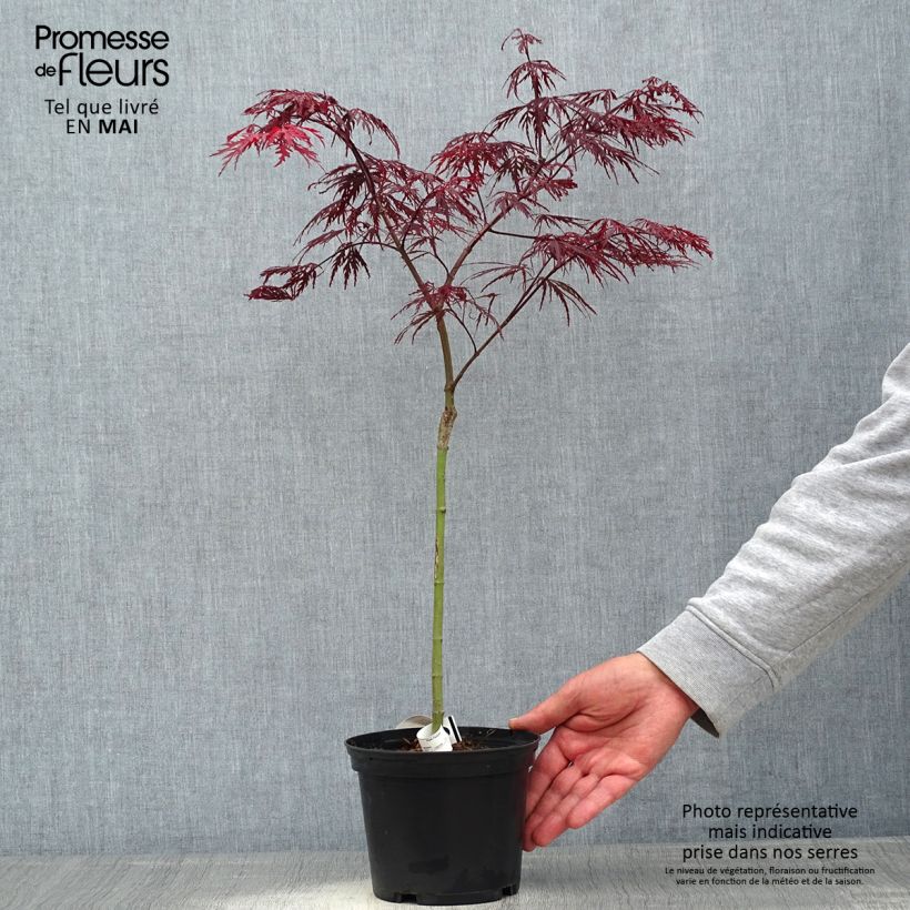 Acer palmatum Crimson Queen - Acero giapponese Vaso da 2L/3L esemplare consegnato in primavera