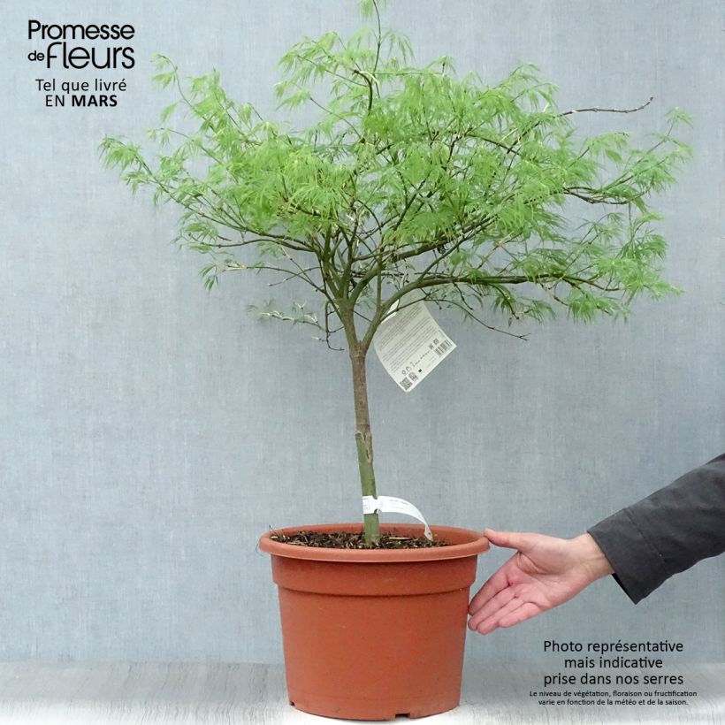 Example of Acer palmatum Dissectum - Acero giapponese Vaso da 7,5L/10L as you get in printemps