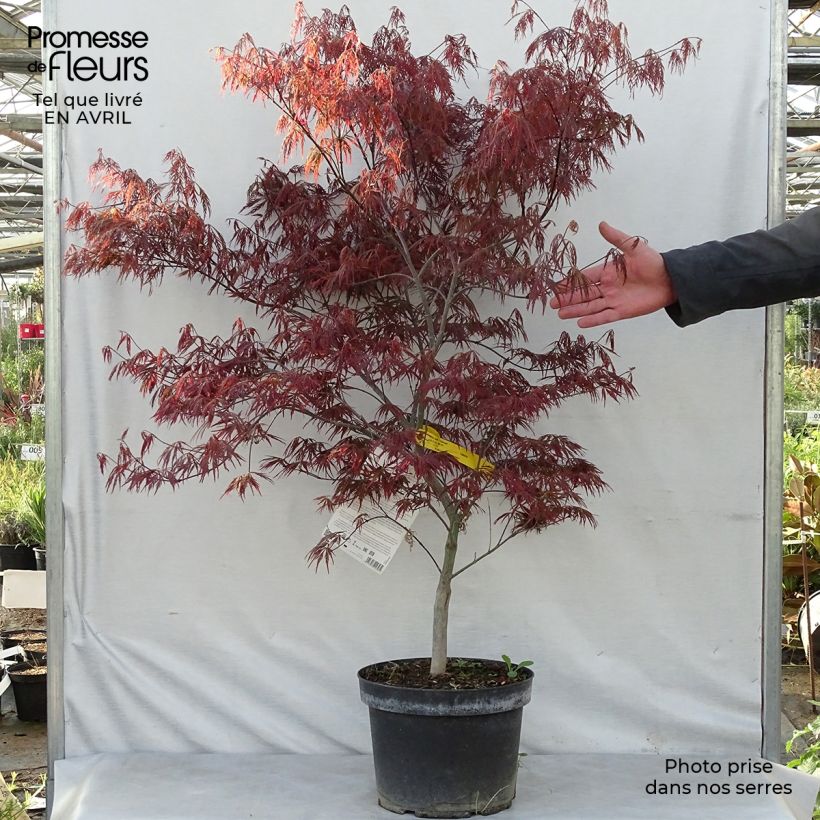 Acer palmatum Dissectum Garnet - Acero giapponese Vaso da 6L/7L esemplare consegnato in primavera