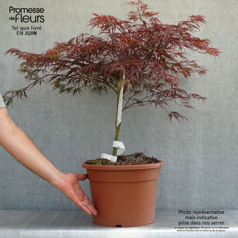 Esemplare di Acer palmatum Dissectum Garnet - Acero giapponese Vaso da 6L/7L consegnato in estate