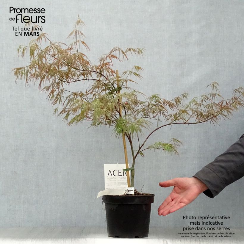 Acer palmatum Dissectum Garnet - Acero giapponese Vaso da 3L/4L esemplare consegnato in primavera