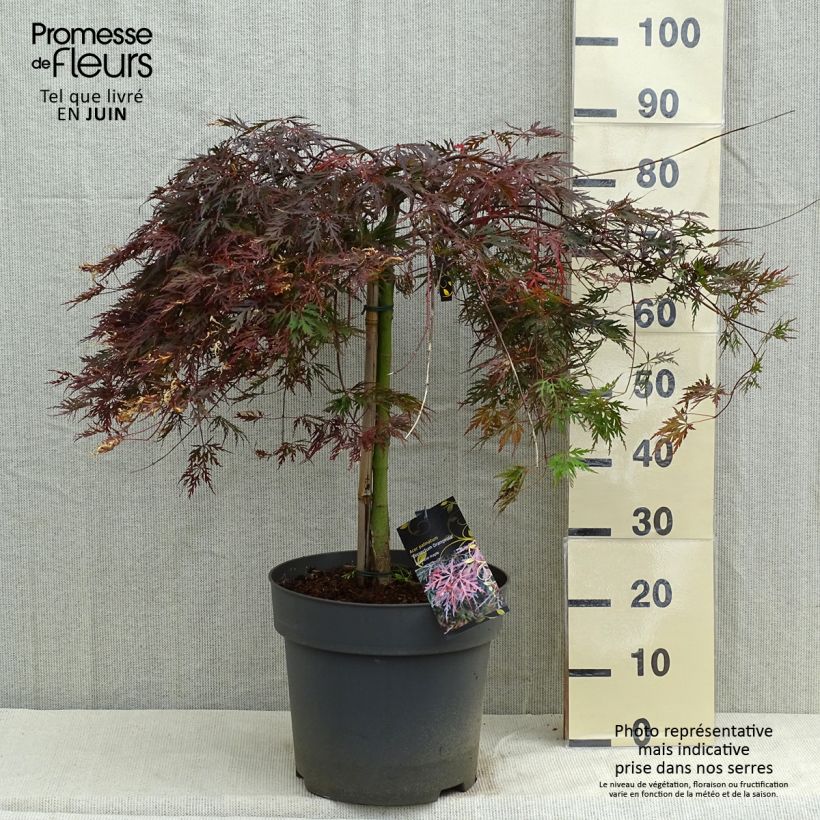 Acer palmatum Dissectum Orangeola - Acero giapponese Vaso da 7,5L/10L esemplare consegnato in primavera