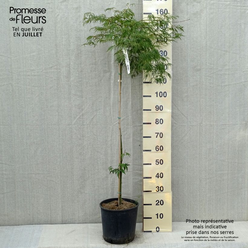 Esemplare di Acer palmatum Dissectum Viridis - Acero giapponese Vaso da 12L/15L, Vaso impalcato consegnato in estate