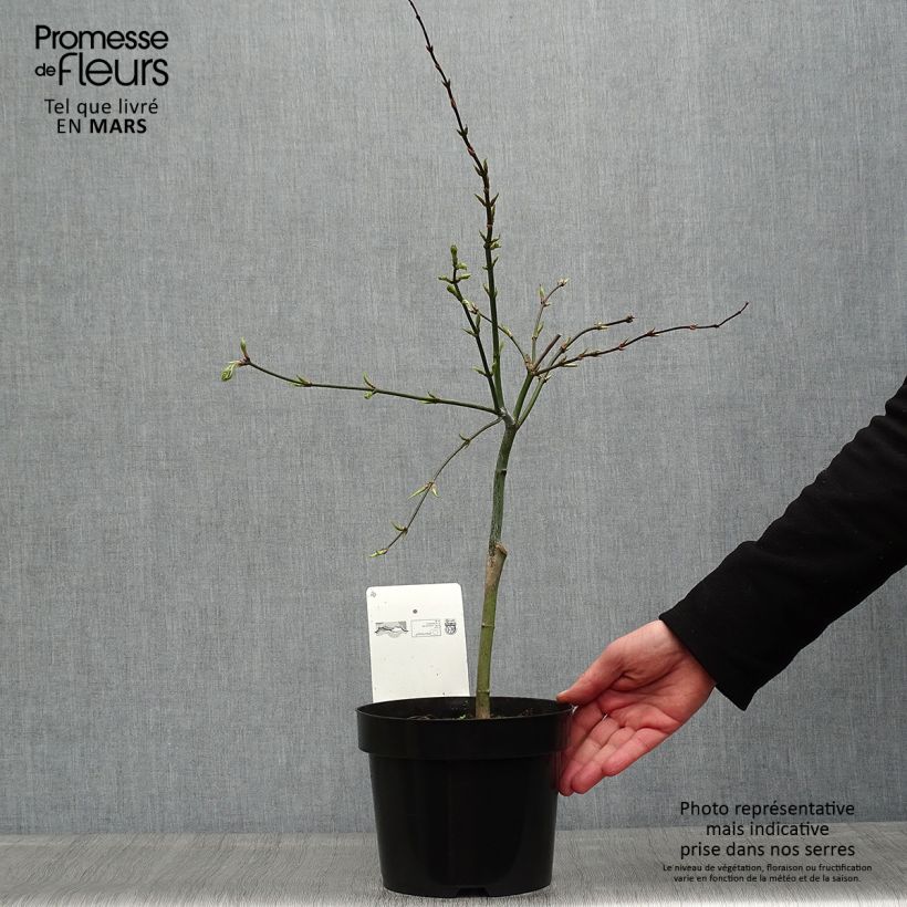 Example of Acer palmatum Dissectum - Acero giapponese Vaso da 3L/4L as you get in printemps