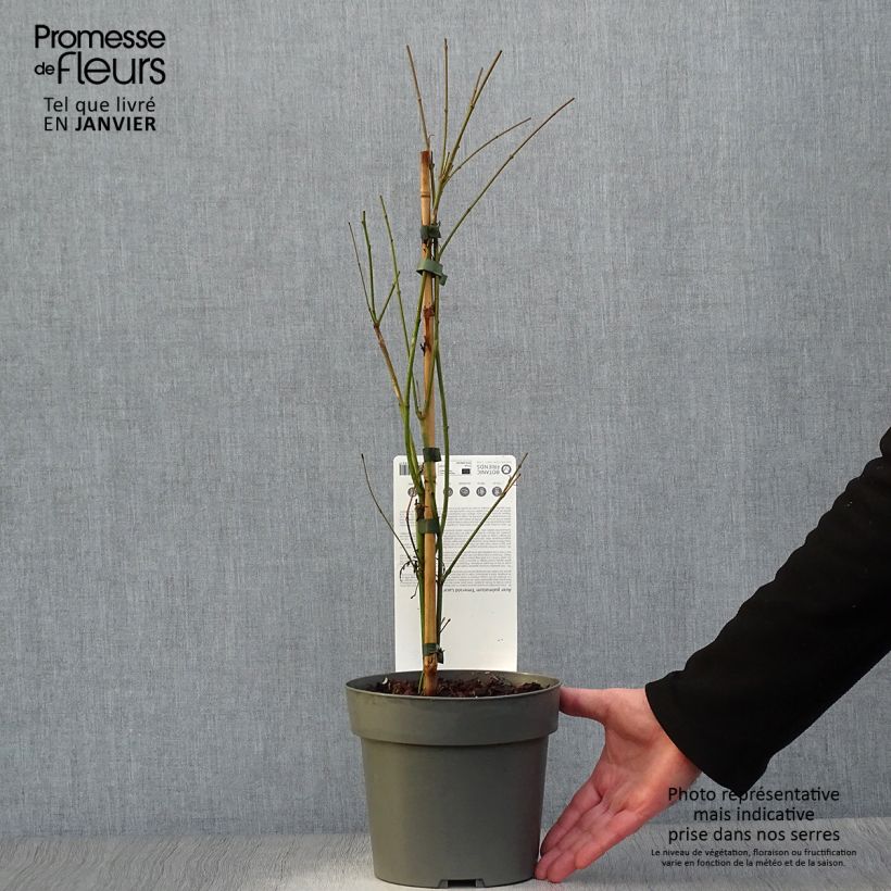 Example of Acer palmatum Emerald Lace - Acero giapponese Vaso da 7,5L/10L as you get in hiver