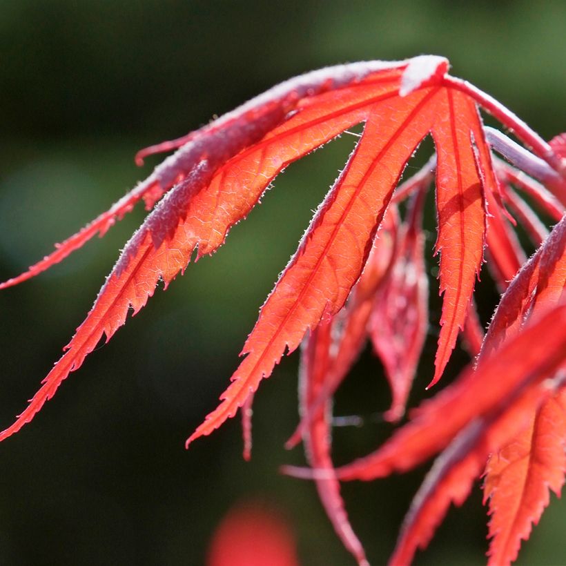 Acer palmatum Dissectum Inaba-Shidare - Acero giapponese (Fogliame)