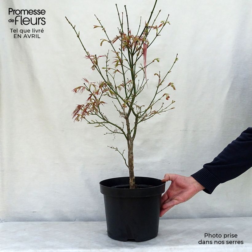 Example of Acer palmatum Red Pygmy - Acero giapponese Vaso da 3L/4L as you get in printemps