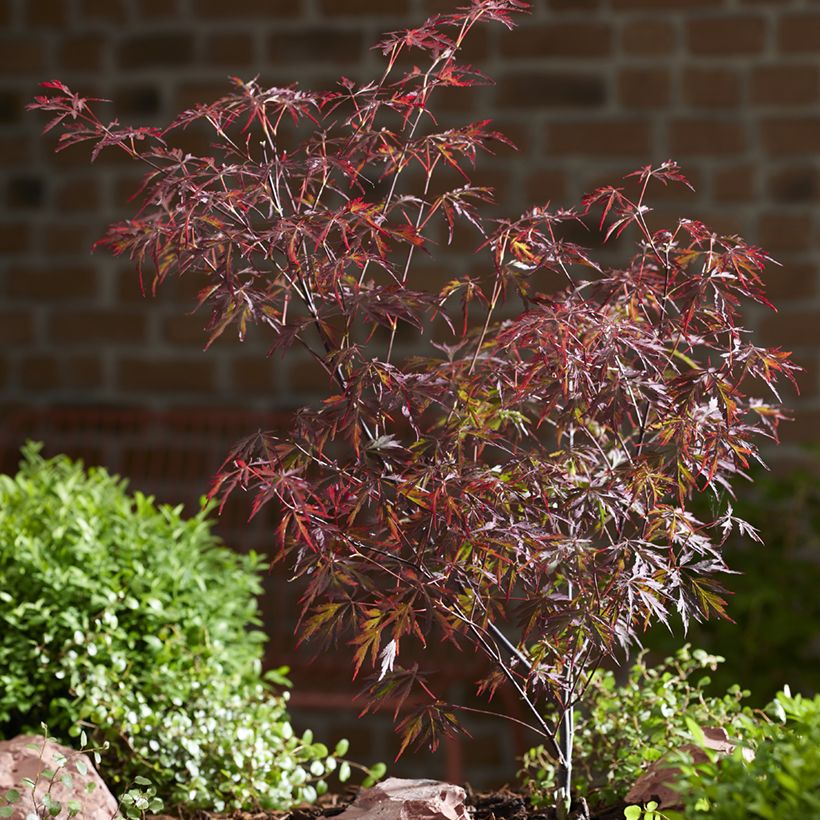 Acer palmatum Royal Garnet - Acero giapponese (Plant habit)
