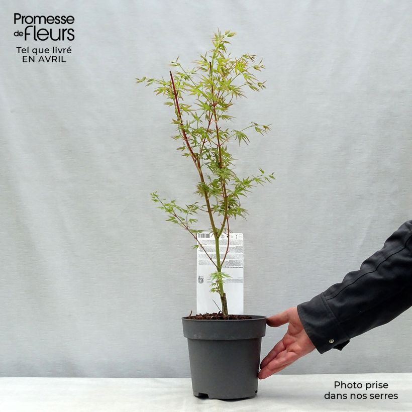 Example of Acer palmatum Sangokaku - Acero giapponese Vaso da 2L/3L as you get in printemps