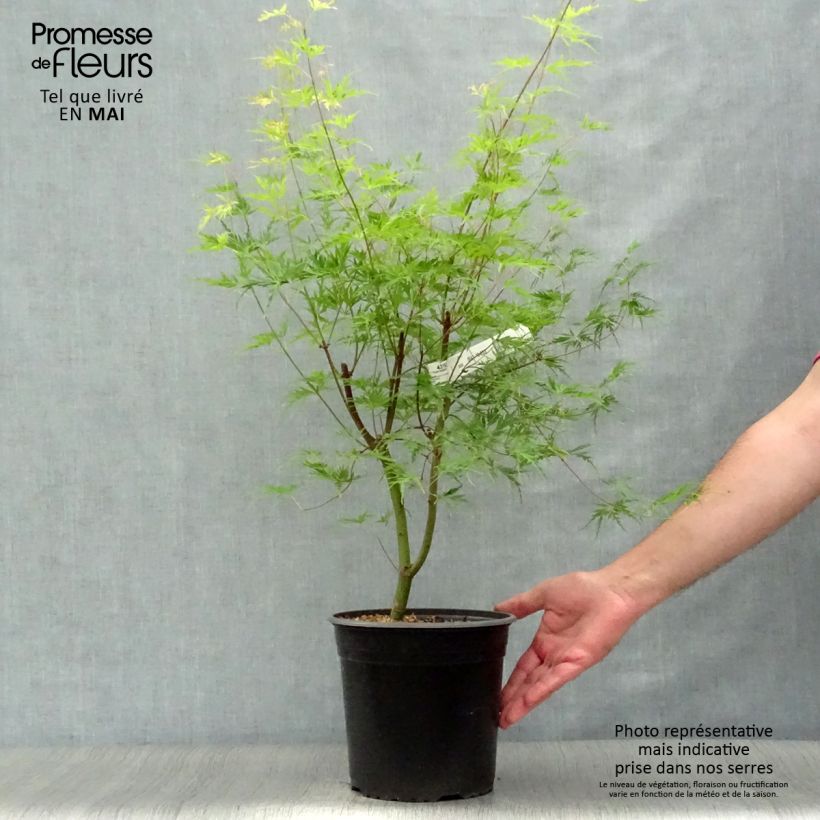 Example of Acer palmatum Seiryu - Acero giapponese Vaso da 3L/4L as you get in printemps