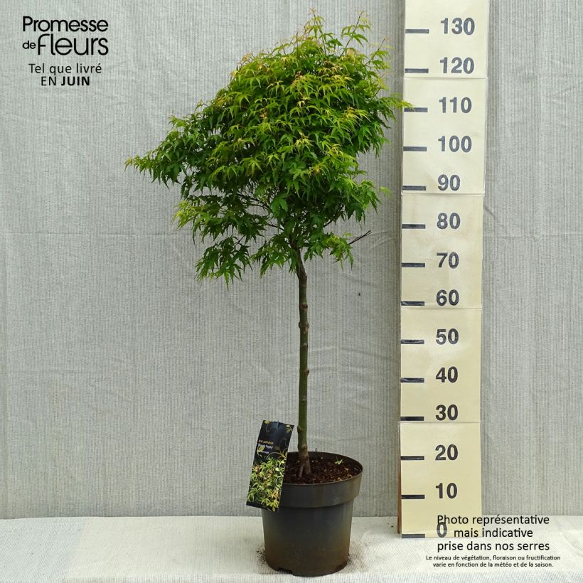 Acer palmatum Sharp's Pygmy - Acero giapponese Vaso da 7,5L/10L, Vaso impalcato esemplare consegnato in primavera