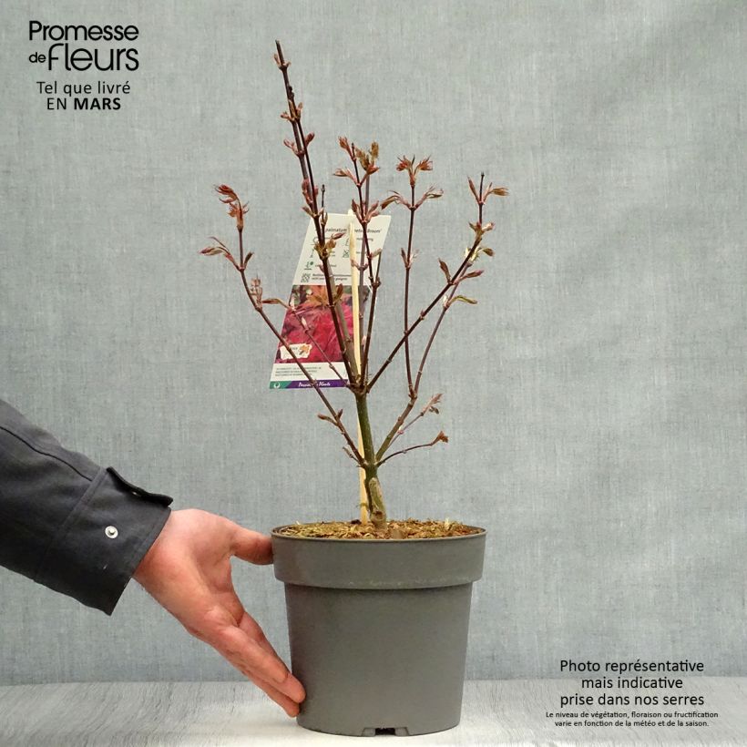Acer palmatum Skeeter's Broom - Acero giapponese Vaso da 3L/4L esemplare consegnato in primavera