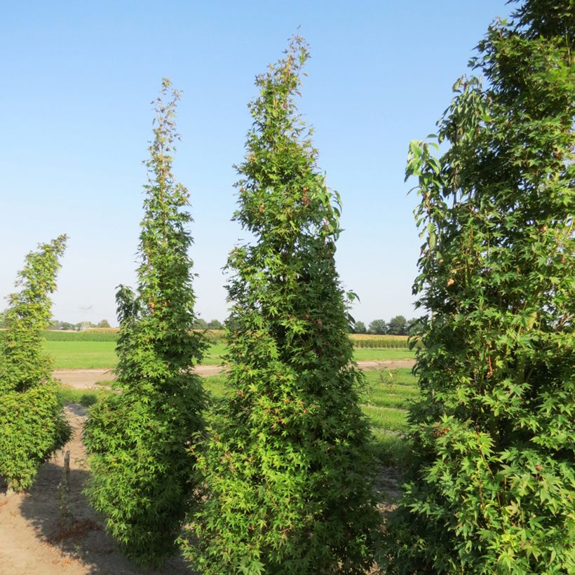 Acer palmatum Tsukasa Silhouette - Acero giapponese (Porto)