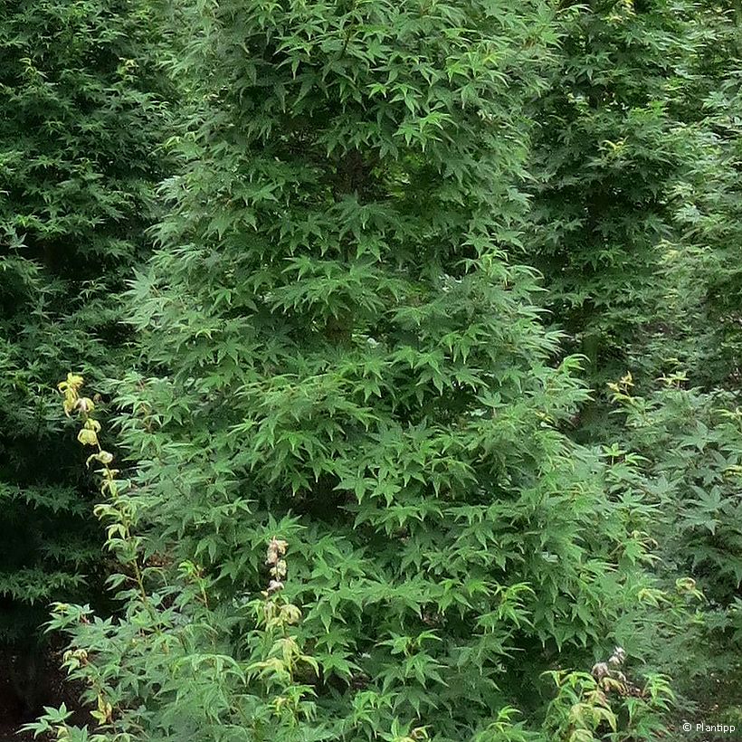 Acer palmatum Tsukasa Silhouette - Acero giapponese (Fogliame)