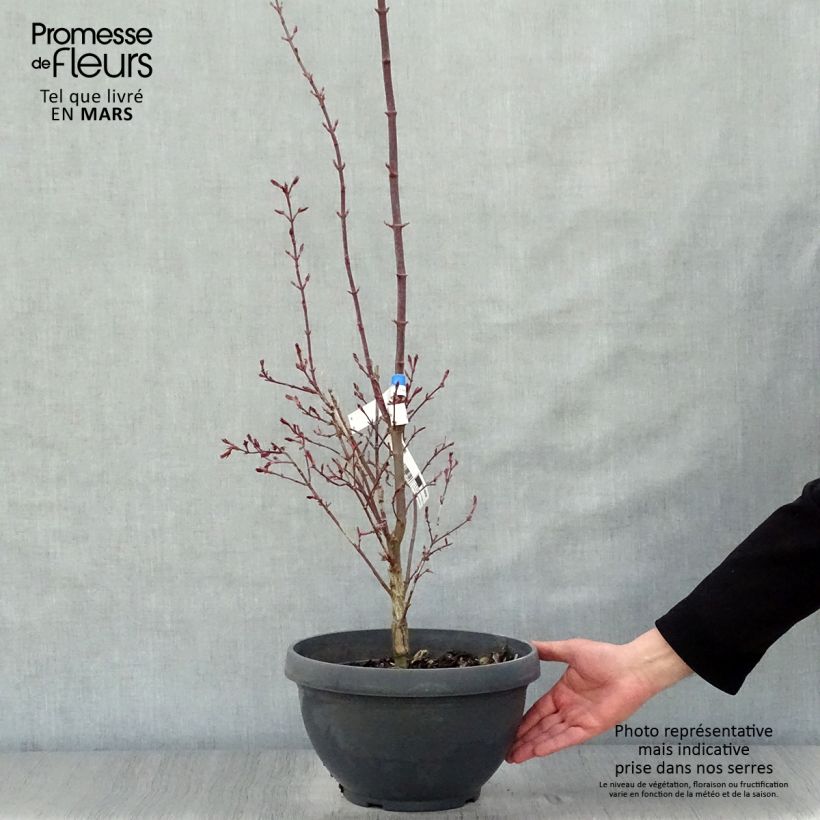 Example of Acer palmatum Twomblys Red Sentinel - Acero giapponese Ciotola da 7,5L/10L as you get in printemps