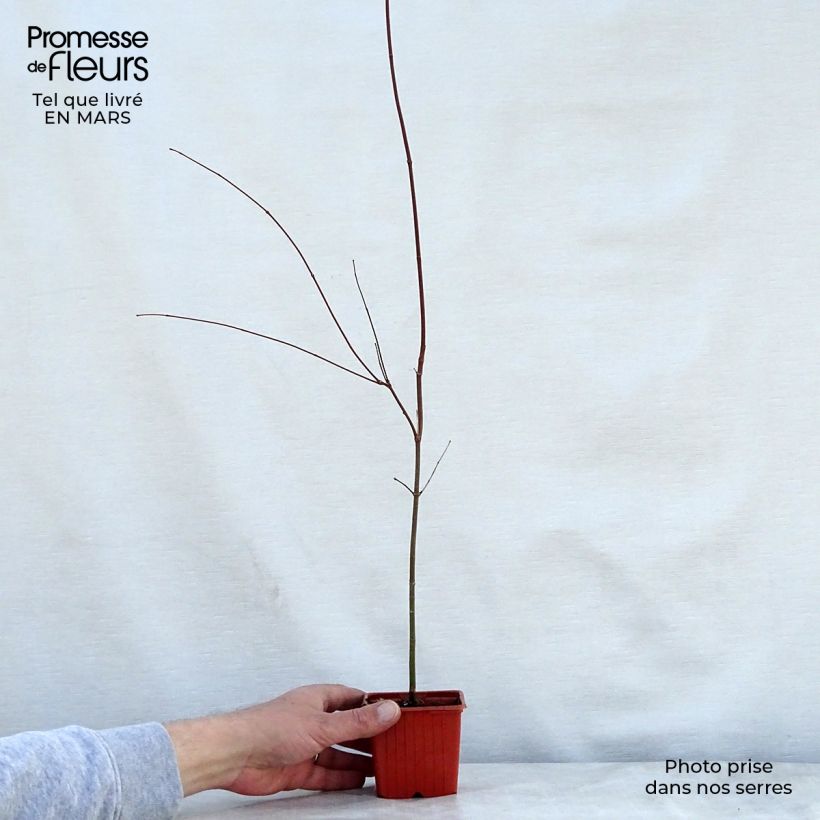 Example of Acer palmatum - Acero giapponese Vasetto da 8/9 cm as you get in printemps