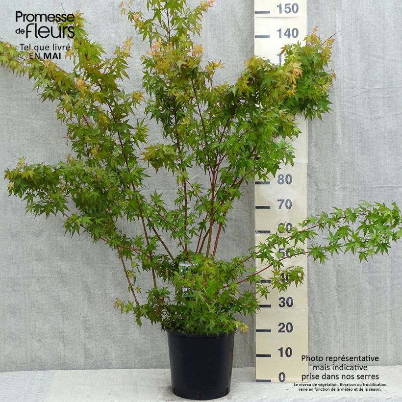 Example of Acer palmatum - Acero giapponese Vaso da 7,5L/10L as you get in printemps