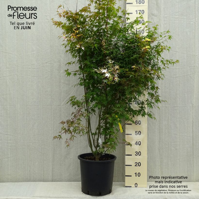 Example of Acer palmatum - Acero giapponese Vaso da 20L/25L as you get in printemps