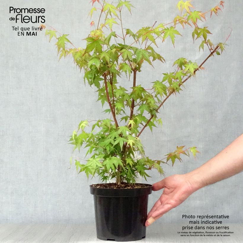 Example of Acer palmatum - Acero giapponese Vaso da 3L/4L as you get in printemps