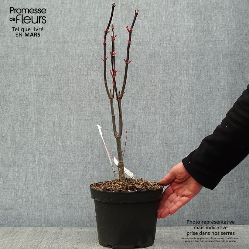 Acer pseudosieboldianum Ice Dragon Vaso da 12L/15L esemplare consegnato in primavera