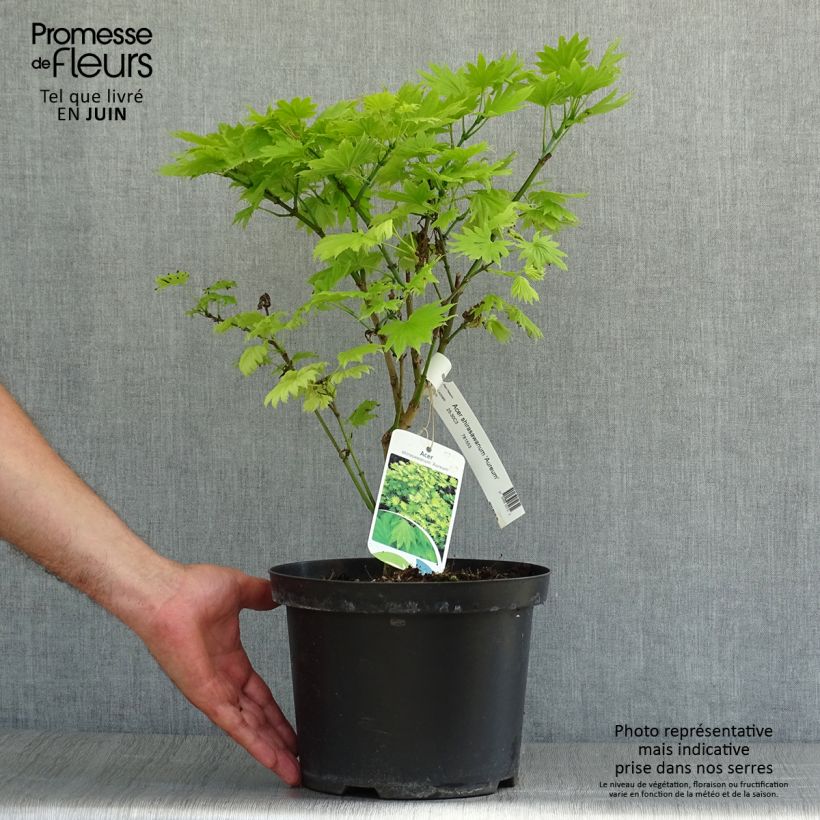 Esemplare di Érable du Japon - Acer shirasawanum Aureum Pot de 3L/4L consegnato in estate