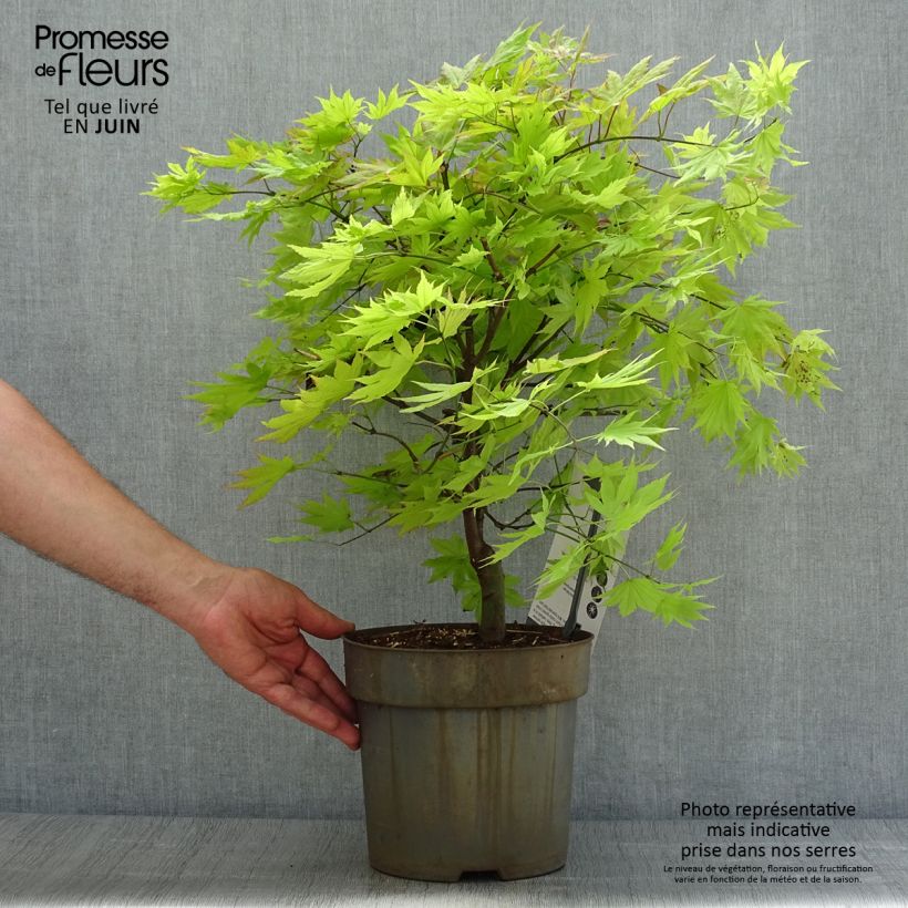 Esemplare di Acer shirasawanum Autumn moon - Acero giapponese Vaso da 7,5L/10L consegnato in estate