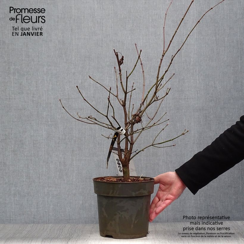 Example of Acer shirasawanum Autumn moon - Acero giapponese Vaso da 7,5L/10L as you get in hiver