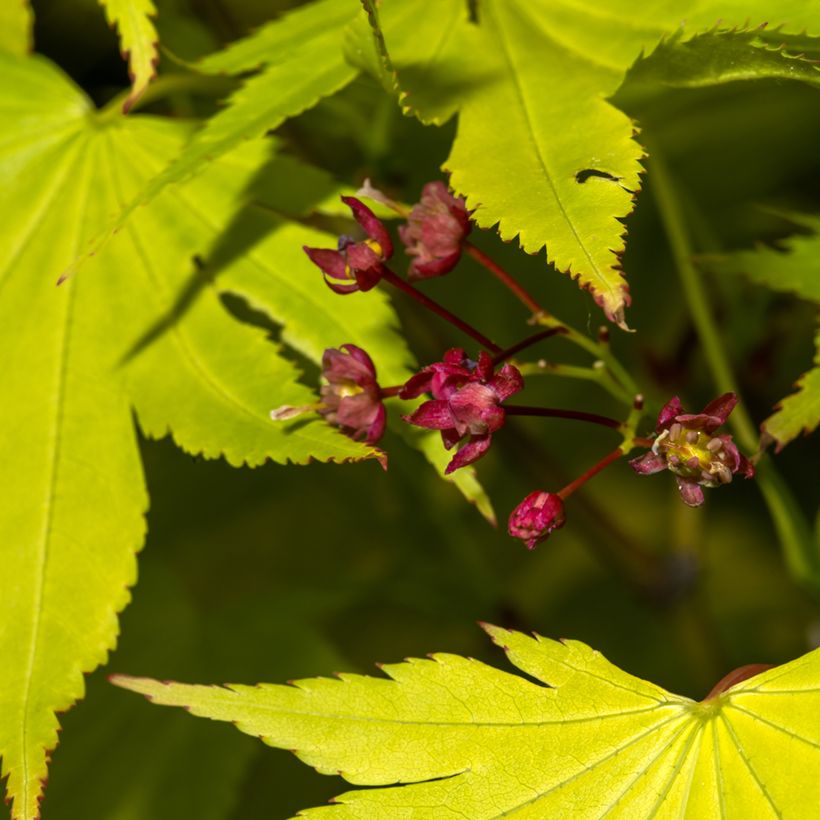 Acer shirasawanum Jordan - Acero giapponese (Flowering)