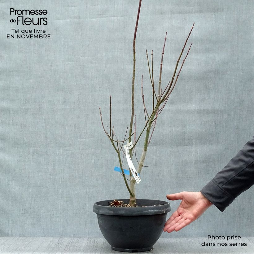 Esemplare di Acer shirasawanum Jordan - Acero giapponese Ciotola da 7,5L/10L come consegnato in autunno