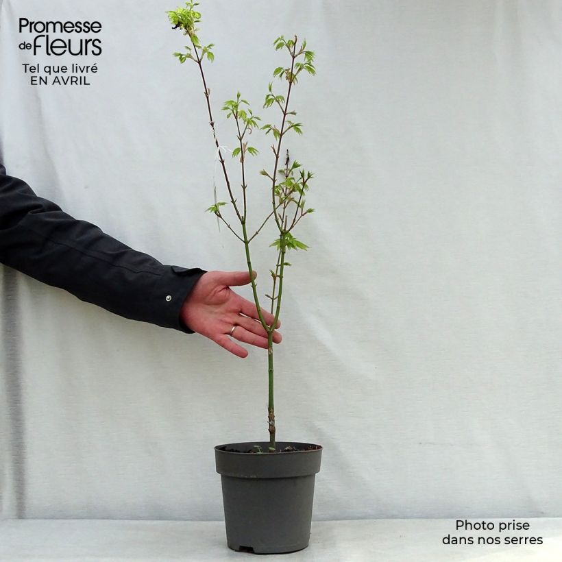 Example of Acer shirasawanum Jordan - Acero giapponese Vaso da 2L/3L as you get in printemps