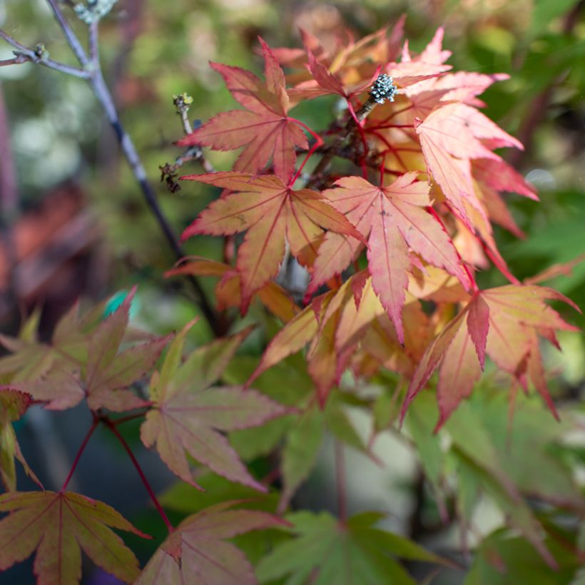 Acer shirasawanum Moonrise - Acero giapponese (Fogliame)