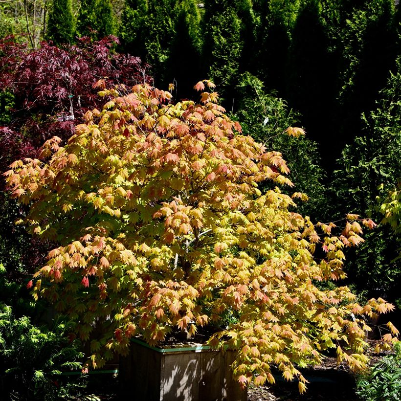 Acer shirasawanum Moonrise - Acero giapponese (Porto)