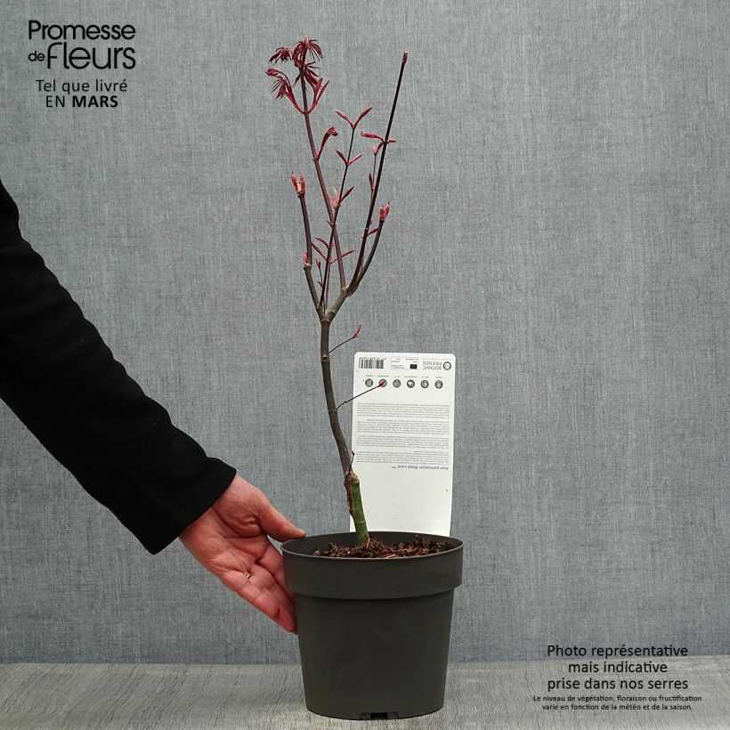 Example of Acer palmatum Black Lace - Acero giapponese Vaso da 2L/3L as you get in printemps