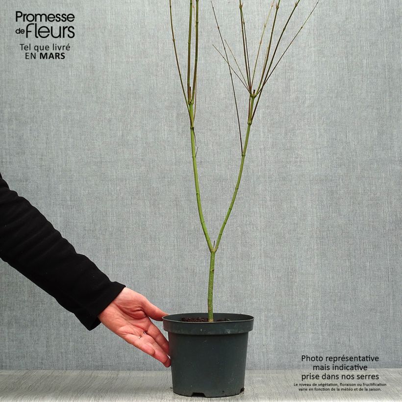 Example of Acer palmatum Phoenix - Acero giapponese Vaso da 2L/3L as you get in printemps