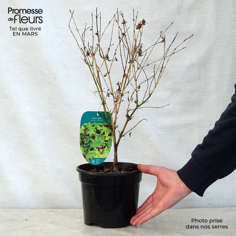 Acer palmatum Berry Broom - Acero giapponese Vaso da 2L/3L esemplare consegnato in primavera