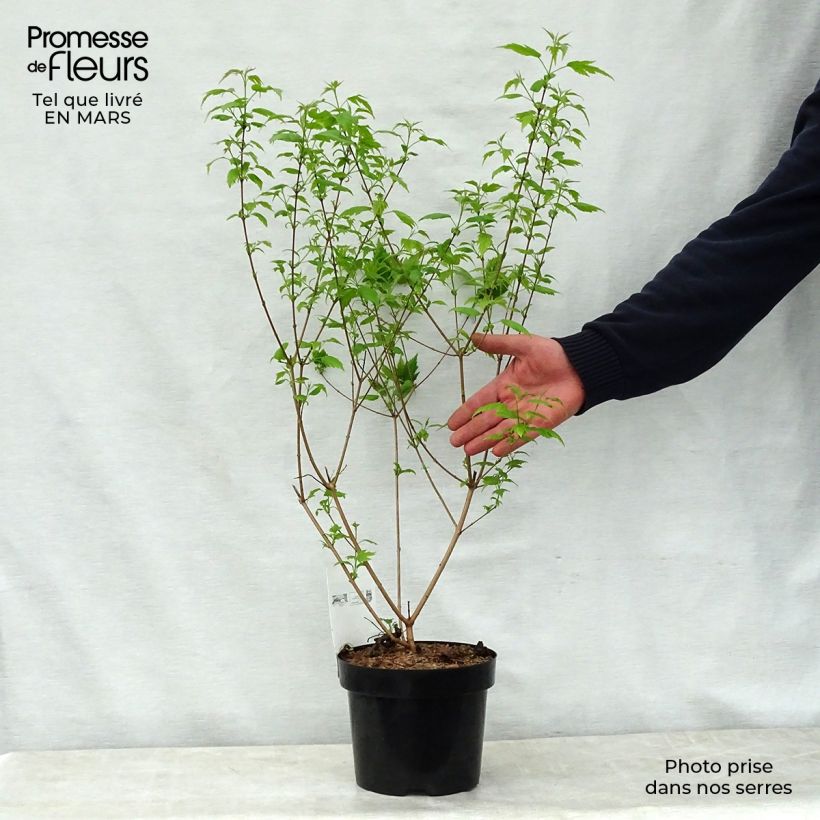 Example of Acer tataricum Moonrise - Acero ginnala Vaso da 3L/4L as you get in printemps