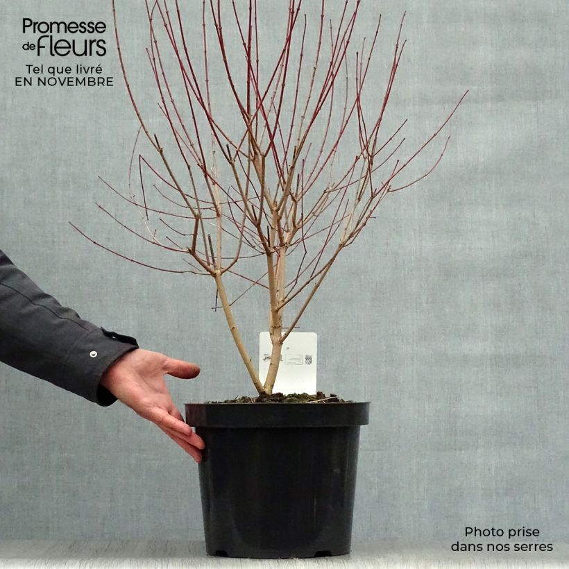 Esemplare di Acer tataricum Moonrise - Acero ginnala Vaso da 7,5L/10L come consegnato in autunno
