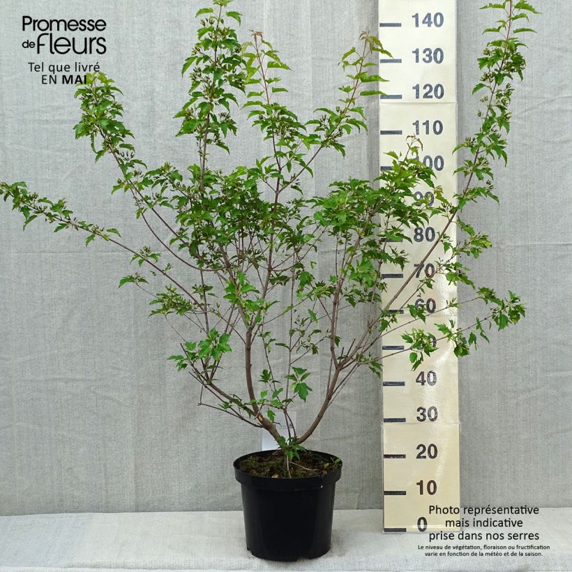 Example of Acer tataricum Moonrise - Acero ginnala Vaso da 7,5L/10L as you get in printemps
