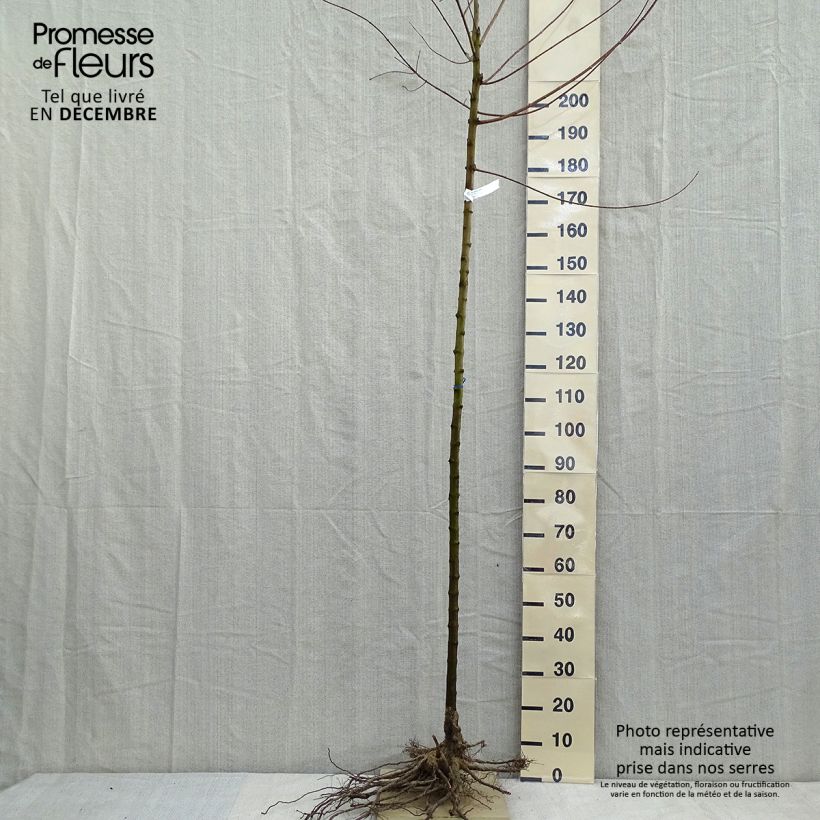 Acer tataricum - Acero di fuoco Piante grandi a radice nuda, Vaso impalcato esemplare consegnato in inverno